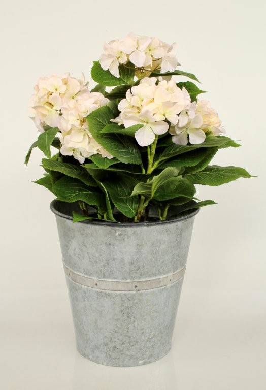 7 CREAM HYDRANGEAS IN LARGE TIN POT  67X40CM